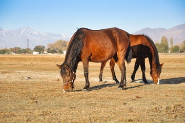 Horses on the autumn meadow on the background mountains