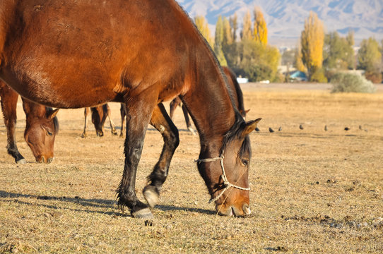 Horses graze the dry grass in the pasture