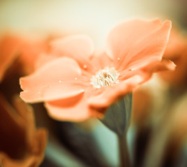 gently flower at abstract background