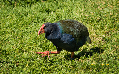 Takahe