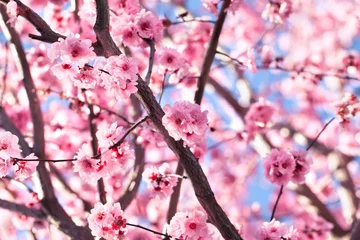 Poster de jardin Fleur de cerisier Cerisier en fleurs