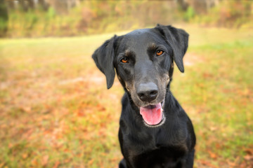 Black labrador retriever greyhound mix dog canine sitting outside looking curious watching waiting alert while happy panting and staring at camera