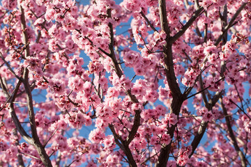 Naklejka premium Blossoming cherry tree