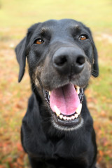 Black labrador retriever greyhound mix dog sitting outside watching waiting alert looking happy excited while panting smiling and staring at camera - 103211273