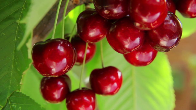 ripe cherries on a branch of a cherry tree