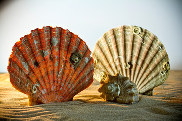 Sea Shells Seashells, sea shells from beach - panoramic - with l