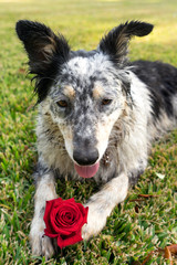 Dirty muddy border collie Australian shepherd mix dog canine lying down in a field of grass with a bright red rose between paws