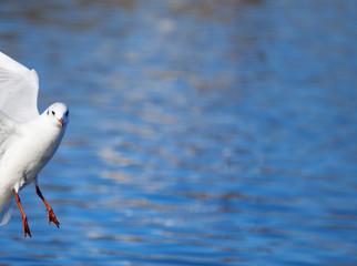 gull flying over water and looks into the eyes