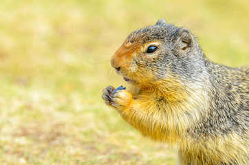 Fototapeta na wymiar Feeding ground squirrel at the Lightning Lake in Manning Park, British Columbia, Canada.