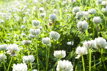 Fototapeta premium Flowers of white clover on a meadow.