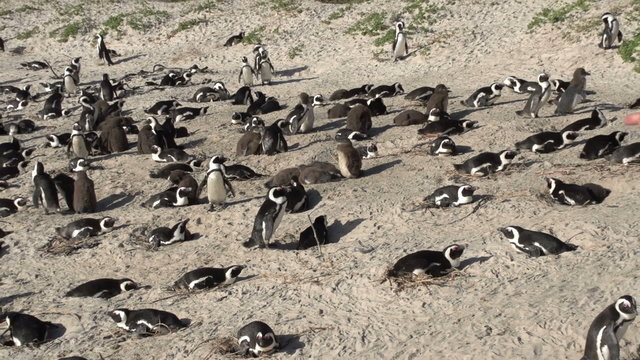 Zoom out of African penguins with mother and child watching,Boulders Beach, Cape Town,South Africa
