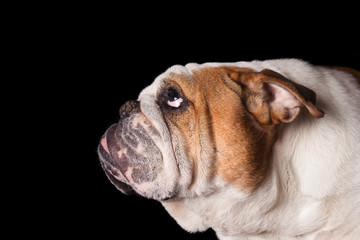English Bulldog dog canine pet isolated on black background looking up and hopeful curious waiting...