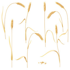 Wheat Ears Set on White