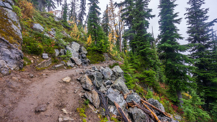 Obraz premium Rocky trail in the spruce forest among age-old spruces, BLUE LAKE TRAIL, Washington state