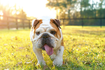 Purebred English bulldog dog canine pet walking towards viewer getting exercise outside in yard grass fenced area looking happy fit hot determined focused - 103211870