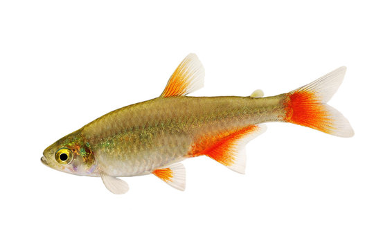 Bloodfin tetra Aphyocharax anisitsi tropical aquarium fish isolated on white