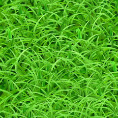Seamless pattern of green grass