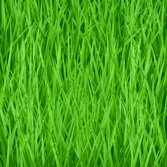 Background of green grass