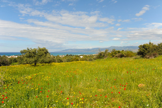 Field full of flowers, sea, sky