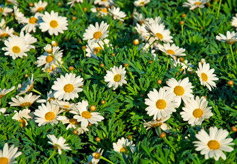 Flowers in the garden