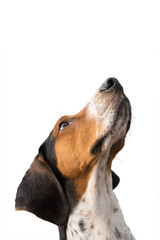 Treeing Walker Coonhound hound dog looking up expectantly begging waiting watching staring sitting obediently isolated on white background