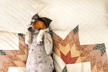 Treeing Walker Coonhound dog lying upside down sleeping on human bed with quilt looking relaxed pampered cozy comfortable exhausted ashamed adorable with paw on head - 103212467