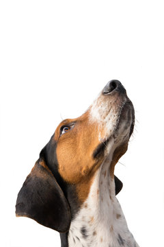 Treeing Walker Coonhound Hound Dog Looking Up Expectantly Begging Waiting Watching Staring Sitting Obediently Isolated On White Background