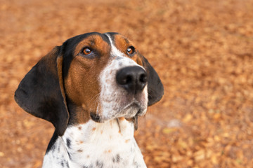 Treeing Walker Coonhound hound dog outside looking expectantly begging waiting watching staring listening sitting obediently with ears forward - 103212629