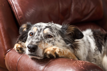 Border collie Australian shepherd dog on brown leather couch armchair looking happy comfortable lounging on furniture waiting watching curious cute uncertain with paws next to face - 103212634