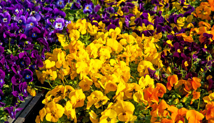 Flowers in the garden