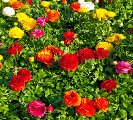 Fototapeta premium Kwiaty w ogrodzie