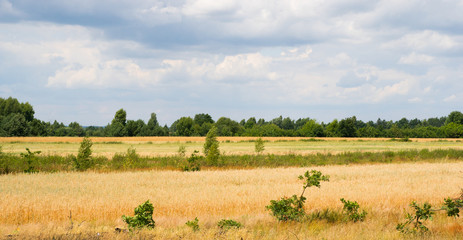 European rural landscape - typical yellow grain fields in village of Poland
