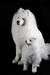 Two Samoyed dogs (isolated on a black background)