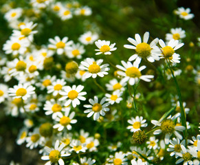 camomile flowers, pretty flower and powerful soothing herb, cosmetic of european meadows.