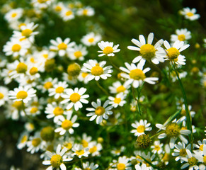 Fototapeta premium camomile flowers, pretty flower and powerful soothing herb, cosmetic of european meadows.