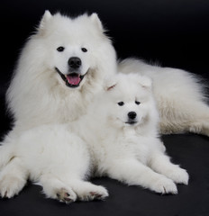 Two Samoyed dogs (on a black background)