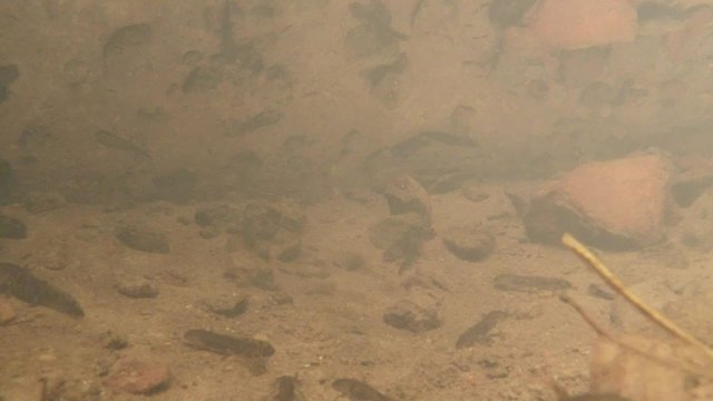 Rare Underwater Shooting of Tritons That Are Listed in Red Book in The Carpathian Mountains