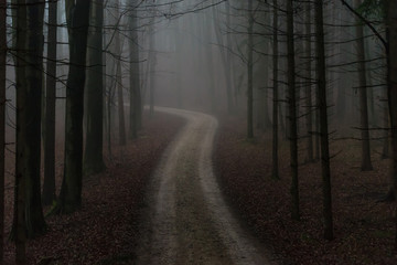 Einsamer Waldweg im Morgennebel