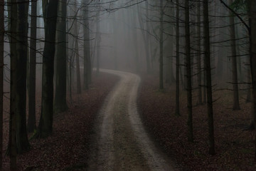 Fototapeta premium Einsamer Waldweg im Morgennebel