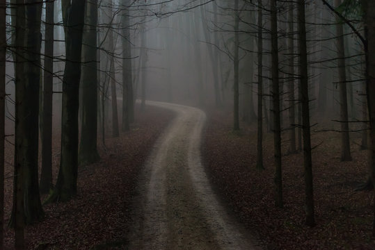 Fototapeta Einsamer Waldweg im Morgennebel