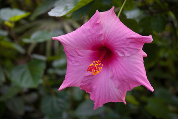 Pink Hibiskus flower © ancymonek