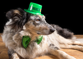 Border collie Australian shepherd dog pet wearing green Irish leprachaun saint patrick day hat...