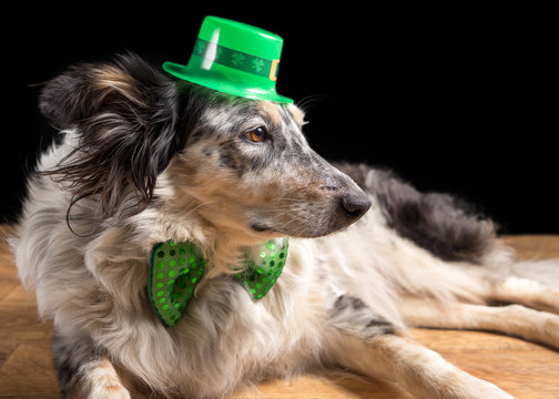 Border collie Australian shepherd dog pet wearing green Irish leprachaun saint patrick day hat costume with green bow while mischievous guilty isolated lying down