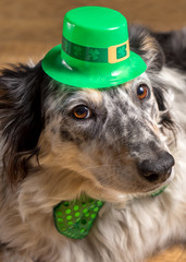 Border collie Australian shepherd dog pet wearing green Irish leprachaun saint patrick day hat costume with green bow while mischievous guilty isolated lying down - 103214847