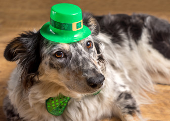 Fototapeta premium Border collie Australian shepherd dog pet wearing green Irish leprachaun saint patrick day hat costume with green bow while mischievous guilty isolated lying down