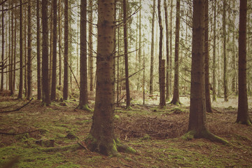 Granskog i Skåne