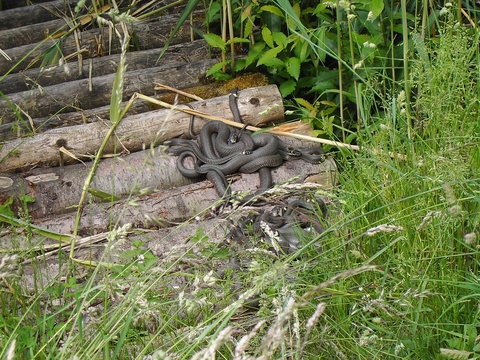 Ringelnattern bei der Paarung auf Holzsteg