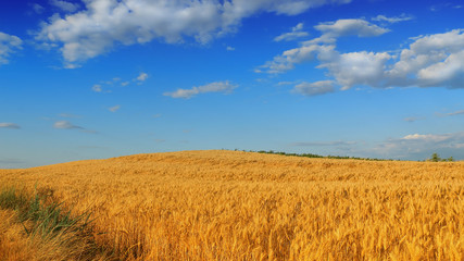 Wheat field against a blue sky