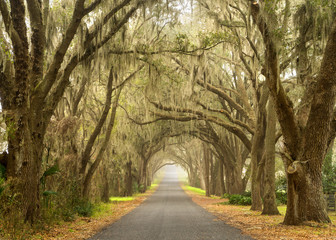 Lines of old live oak trees with spanish moss hanging down on a scenic southern country road - 103215886