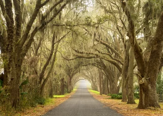 Gordijnen Lines of old live oak trees with spanish moss hanging down on a scenic southern country road © Lindsay_Helms